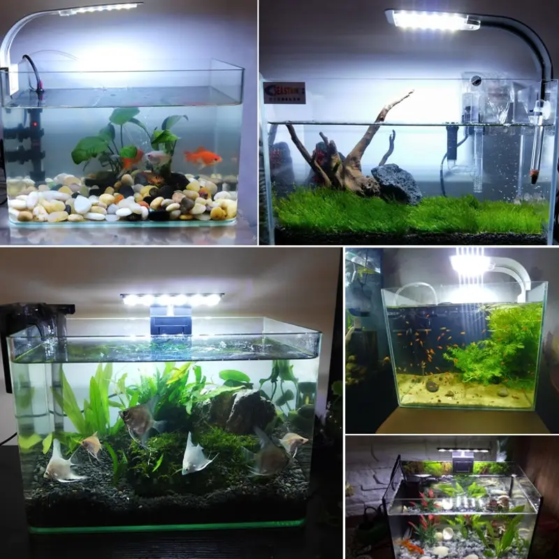 Buy Best Clip On Blue & White LED Aquarium Light at Petsasa Rwanda