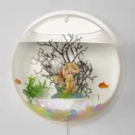 Large or Small Wall Hanging Fish Bowl Aquarium for pet fish in Kigali Rwanda