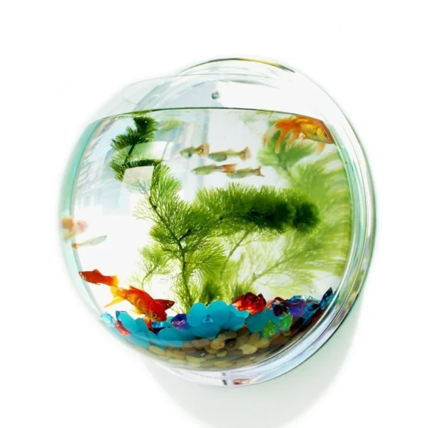 Buy Wall Hanging Fish Bowl Aquarium in Kigali Rwanda