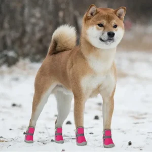 Beautiful Sport Bootie Warm Dog Boots in Kigali Rwanda