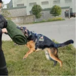 Best K9 Training Dog Bite Sleeve Dog Training Supplies in Kigali Rwanda