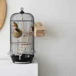 Round Sonata Bird Cage Kigali Rwanda