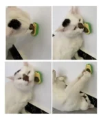 Catnip Cat Treat in Avocado Toy - Image 3