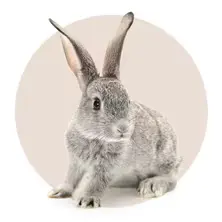 Bunny Pet Rabbit Shop Rwanda Petsasa Online