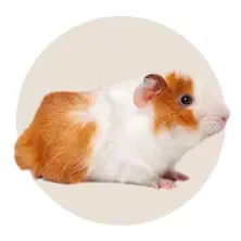 Guinea Pig Shop at Petsasa Rwanda