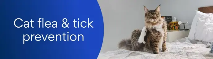 Cat flea & tick prevention in Rwanda