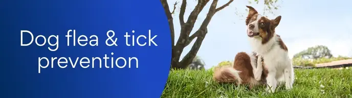Dog Flea and Tick Prevention in Rwanda